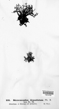 Stereocaulon vesuvianum image